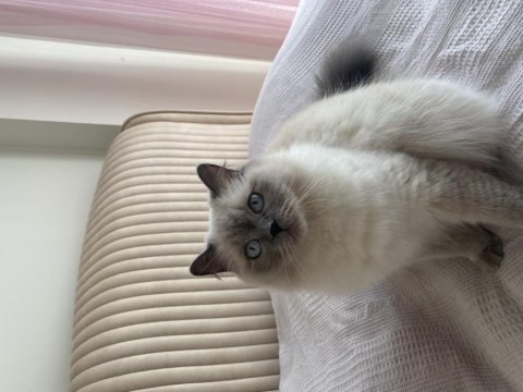 Blue point british longhair