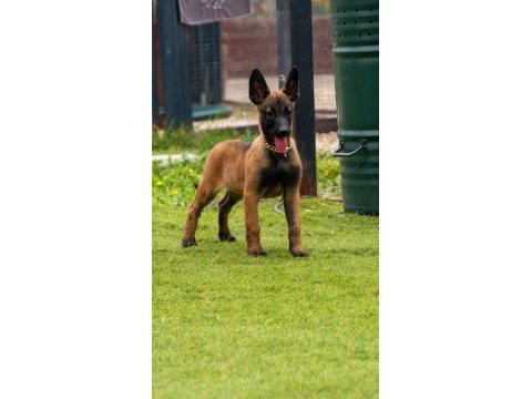 Malinois yavrularda son nokta
