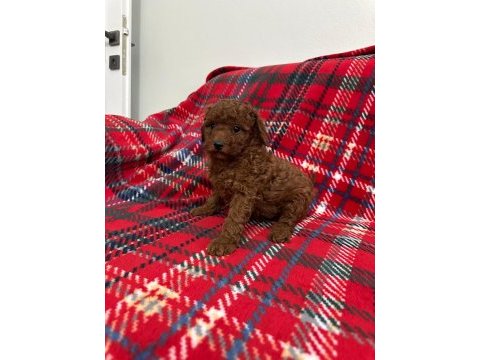 Orijinal toy poodle yavrular yalova