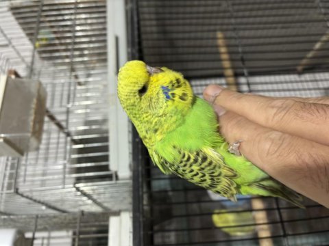Bebek muhabbet kuşu