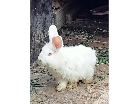 Tavşanlar