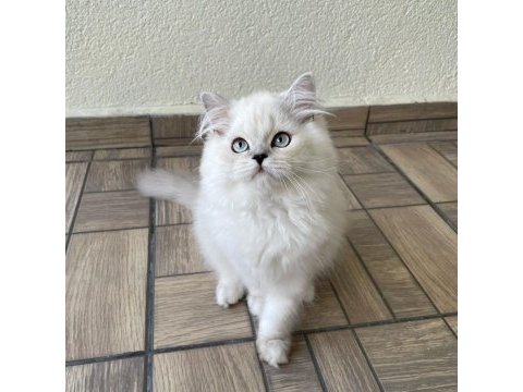 Sevgi dolu yakışıklı british longhair oğlumuz