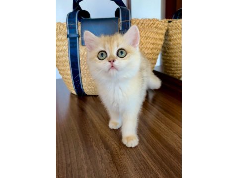 Safkan british shorthair golden dişi yavru