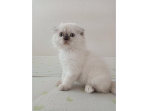 Uyguna brittish longhair acil 2 aylık dişi