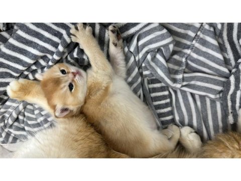 British shorthair ny 12 dişi full şecereli