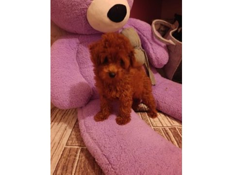 Toy poodle dişi