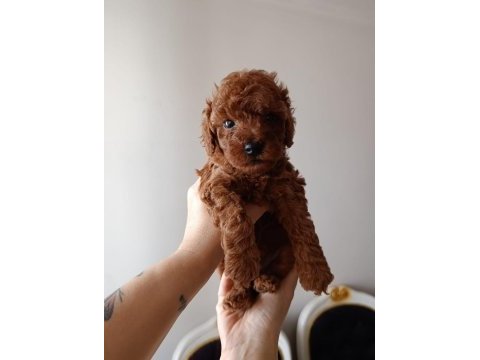 Safkan red brown toy poodle yavrular üst kalite