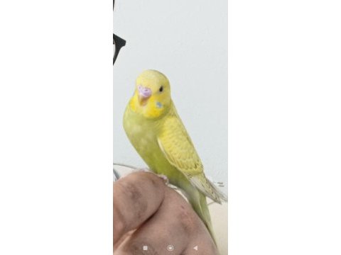 Erkek yavru muhabbet kuşu