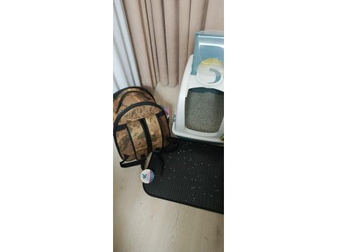 Scottish fold yavrumuza yeni yuva arıyoruz