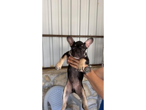 Black tan renk 3.5 aylık french bulldog