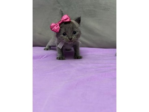 British short hair anne babası bize ait 1 aylık yavrular