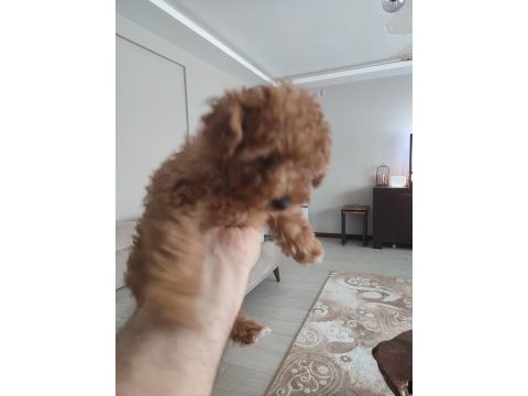 3 aylık dişi toy poodle