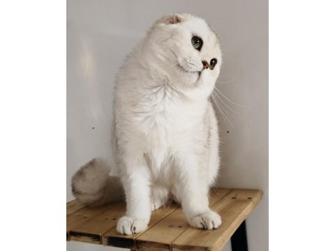 Scottish fold shorthair ns11 erkek