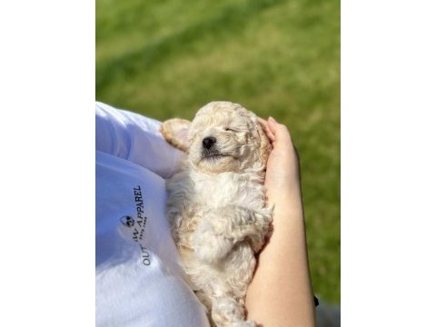 Nadir renk beyaz toy poodle