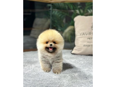 Çocuklarla anlaşan ayı surat pomeranian yavrularımız