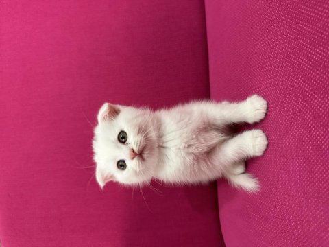 2 adet beyaz scottish fold 40 günlük
