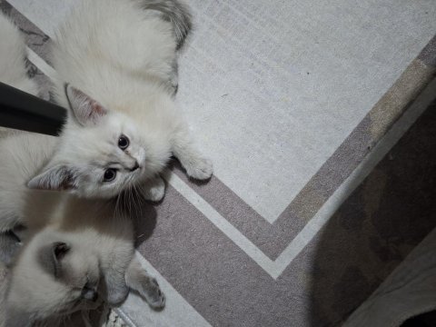 British shorthair kedisi