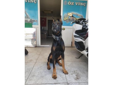 King doberman yavrularımız