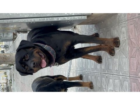 Yetişkin rottweiler