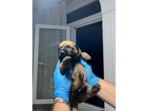 Şecere belgeli a kalite malinois yavruları