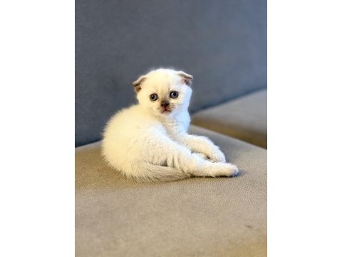 Scottish fold kedimiz
