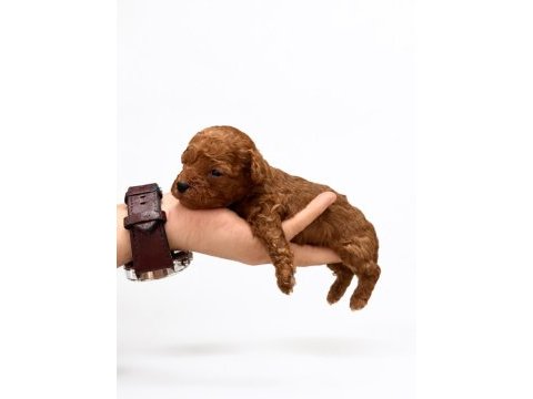 Kore kan hattına sahip toy poodle yavrular