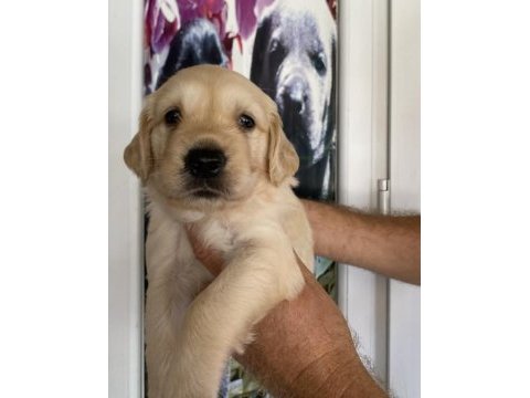 Baby face golden retriever bebekler