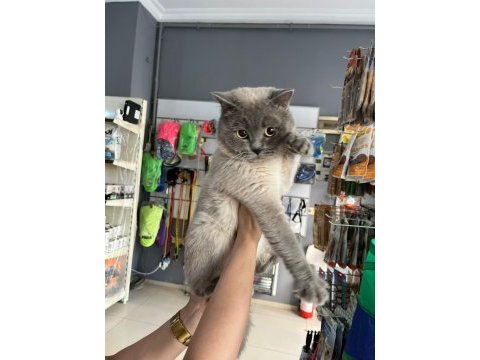 British shorthair kedimiz