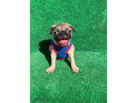 Safkan orjinal dişi ve erkek pug mops yavrular