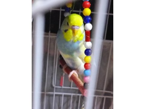 Rainbow muhabbet kuşu 4 aylık