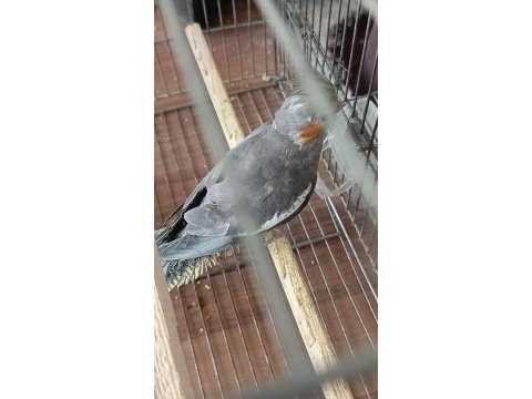 5 aylık konuşan sultan papağanı erkek