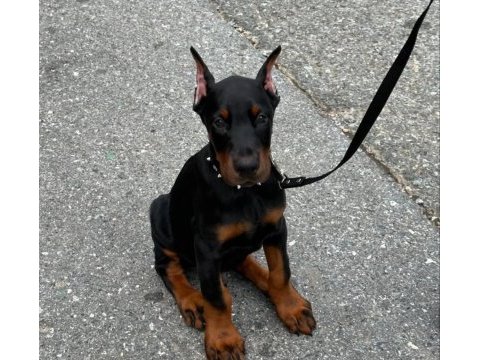 Ruhsatlı köpek çiftliğinden doberman yavrular