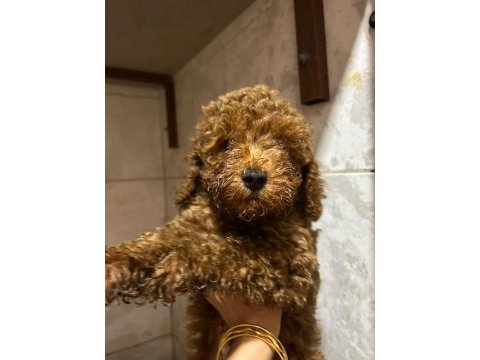 5 aylık toy poodle acil