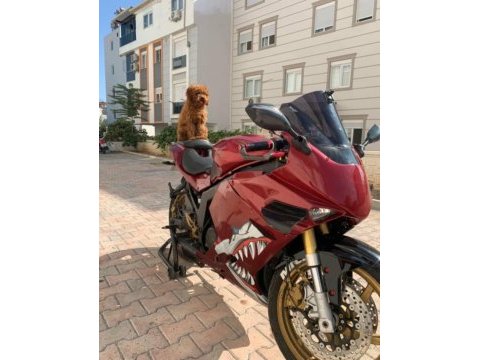 Kore yavrusu a kalite toy poodle red brown dişi erkek