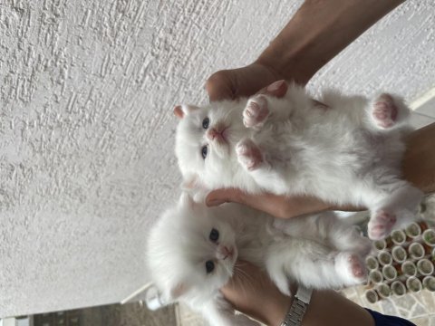 British longhair kedimiz