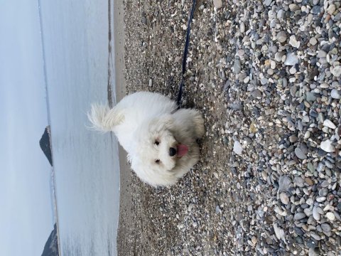 Maltese terrier 8 aylık