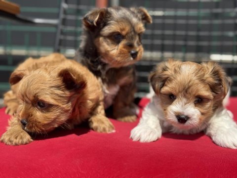 Çok özel tea cup morkie yavrularımız