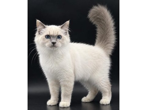 Safkan ragdoll yavrular