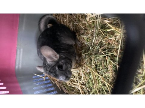 Chinchilla 6 aylık erkek