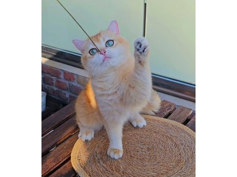 British shorthair golden dişi ny12 14 aylık full şecereli