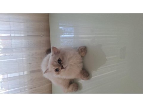 British longhair yavru
