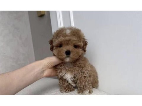 Toy poodle köpeği