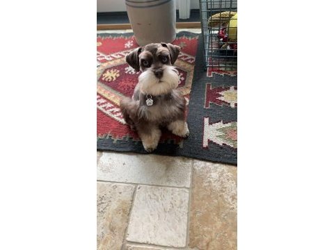 Schnauzer miniature yavrular