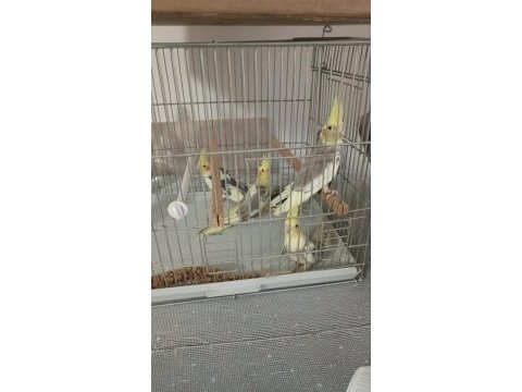 Yeni yeme düşen sultan papağanı yavrular