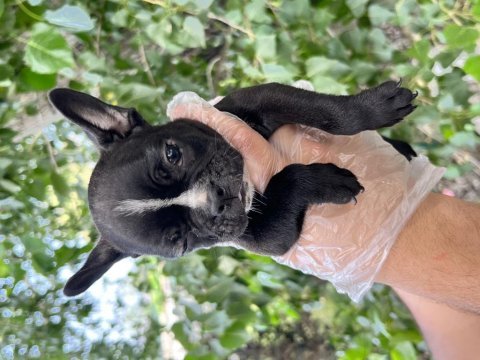 French bulldog yavrularımız bursa türkiye tüm iller