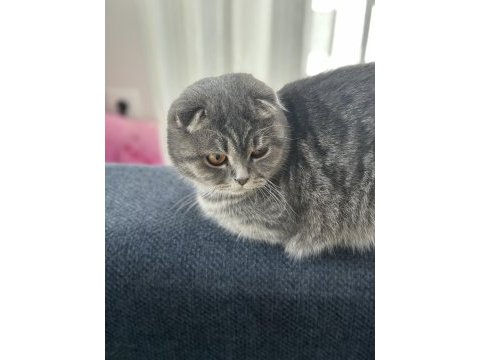 Scottish fold kedimiz