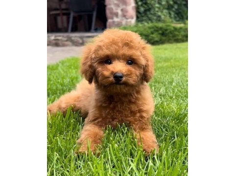 Dünya tatlısı poodle yavruları