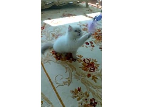 70 günlük erkek british shorthair kedisi