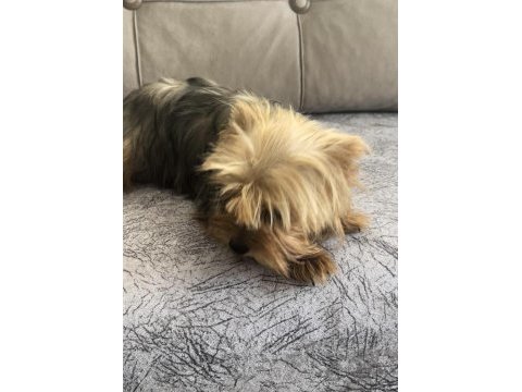 Safkan yorkshire terrier dişi
