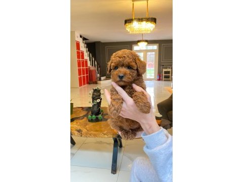 Bir birinden sevimli poodle bebekleri
